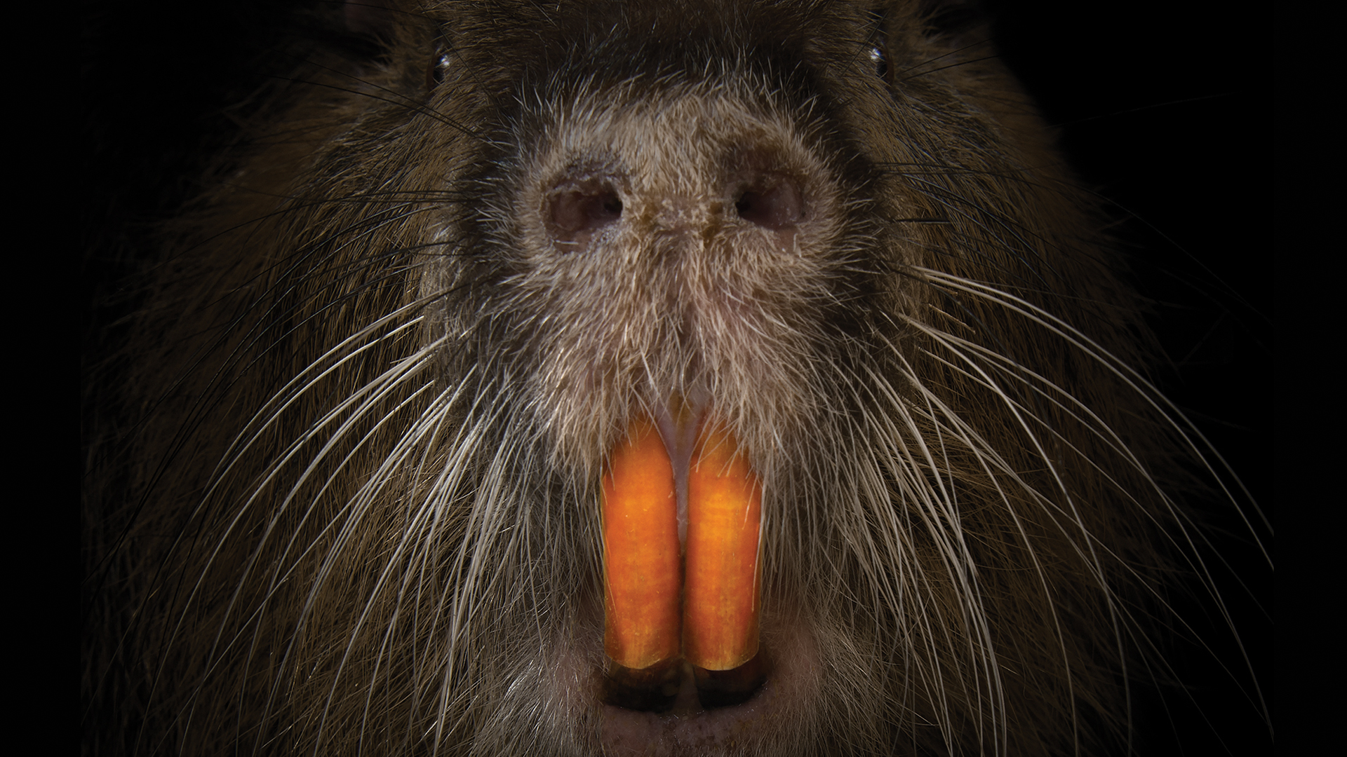 Educational RODENTS OF UNUSUAL SIZE